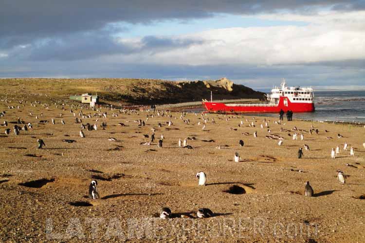 Pinguinos en la Isla Magdalena - Punta Arenas, Chile