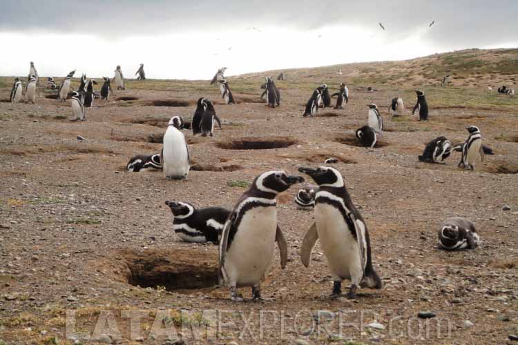 Pinguinos en la Isla Magdalena - Punta Arenas, Chile