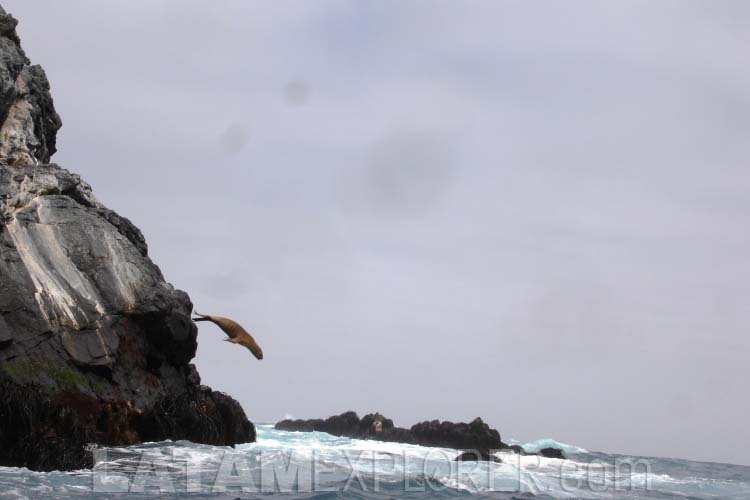 Reserva Nacional Pingüino de Humboldt - Isla Chañaral, Chile