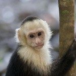 Costa Rica - Monkey1