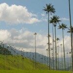 Colombia - Palma de cera